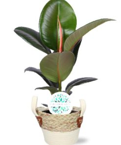 Ficus Elastica Robusta – Ø17cm – ↕65cm + Lily Pot D18x16cm – Weiß