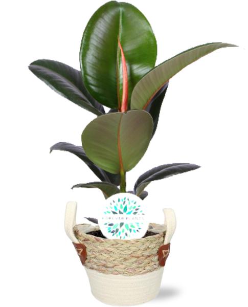 Ficus Elastica Robusta – Ø17cm – ↕65cm + Lily Pot D18x16cm – Weiß