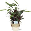 Calathea Rufibarba – Ø21cm – ↕85cm + Lily Pot D23x20cm – Weiß