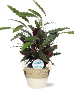 Calathea Rufibarba – Ø21cm – ↕85cm + Lily Pot D23x20cm – Weiß