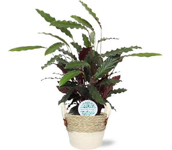 Calathea Rufibarba – Ø21cm – ↕85cm + Lily Pot D23x20cm – Weiß