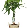 Pachira Aquatica – Ø21cm – ↕90cm + Lily Pot D23x20cm – Weiß