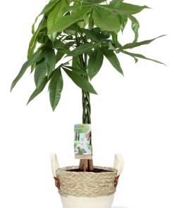 Pachira Aquatica – Ø21cm – ↕90cm + Lily Pot D23x20cm – Weiß