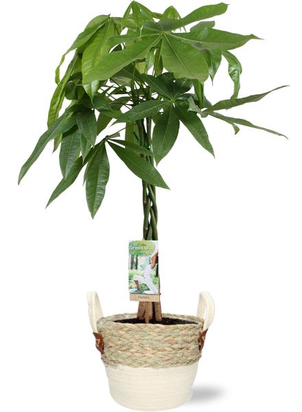 Pachira Aquatica – Ø21cm – ↕90cm + Lily Pot D23x20cm – Weiß