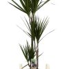 Dracaena Marginata – Ø21cm – ↕120cm + Lily Pot D23x20cm – Weiß