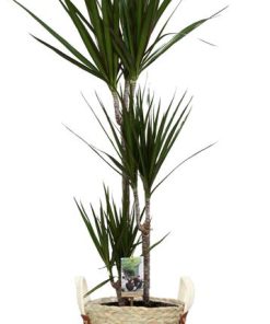 Dracaena Marginata – Ø21cm – ↕120cm + Lily Pot D23x20cm – Weiß