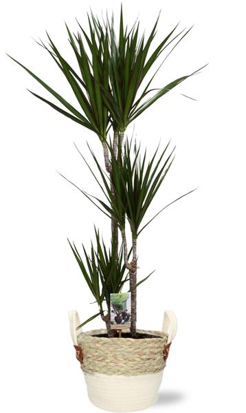 Dracaena Marginata – Ø21cm – ↕120cm + Lily Pot D23x20cm – Weiß