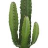 Euphorbia Acrurensis – Ø17cm – ↕50cm + Lykke Pot D18x16cm – Grün