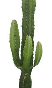 Euphorbia Acrurensis – Ø17cm – ↕50cm + Lykke Pot D18x16cm – Grün