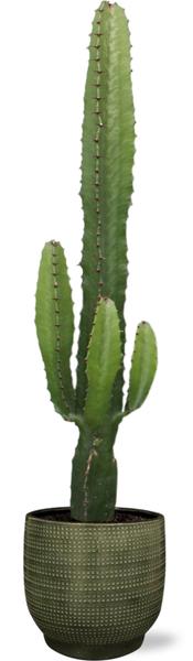 Euphorbia Acrurensis – Ø17cm – ↕50cm + Lykke Pot D18x16cm – Grün