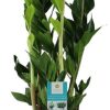 Zamioculcas Zamiifolia – Ø17cm – ↕70cm + Lykke Pot D18x16cm – Grün