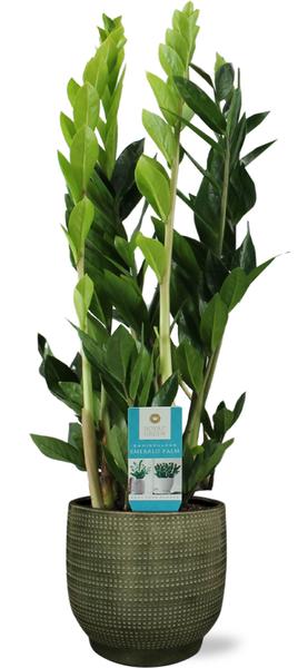 Zamioculcas Zamiifolia – Ø17cm – ↕70cm + Lykke Pot D18x16cm – Grün