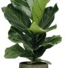 Ficus Lyrata – Ø17cm – ↕75cm + Lykke Pot D18x16cm – Grün