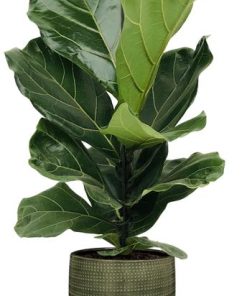 Ficus Lyrata – Ø17cm – ↕75cm + Lykke Pot D18x16cm – Grün