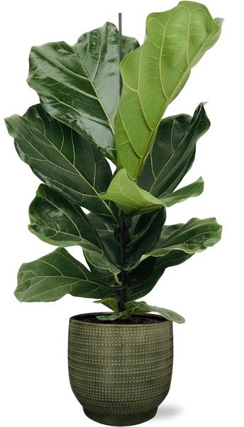 Ficus Lyrata – Ø17cm – ↕75cm + Lykke Pot D18x16cm – Grün