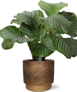 Calathea Orbifolia – Ø21cm – ↕50cm + Merel Pot D24x22cm – Gold