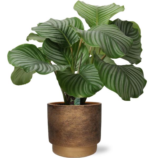 Calathea Orbifolia – Ø21cm – ↕50cm + Merel Pot D24x22cm – Gold