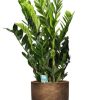 Zamioculcas Zamiifolia – Ø21cm – ↕95cm + Merel Pot D24x22cm – Gold