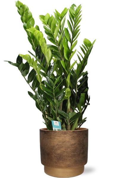 Zamioculcas Zamiifolia – Ø21cm – ↕95cm + Merel Pot D24x22cm – Gold