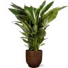 Spathiphyllum Sweet Sebastiano – Ø24cm – ↕110cm + Lykke Pot D27x25cm – Braun