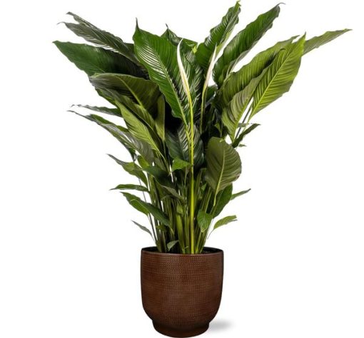 Spathiphyllum Sweet Sebastiano - Ø24cm - ↕110cm + Lykke Pot D27x25cm - Braun