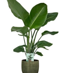 Strelitzia Nicolai – Ø19cm – ↕90cm + Lykke Pot D21x20cm – Grün