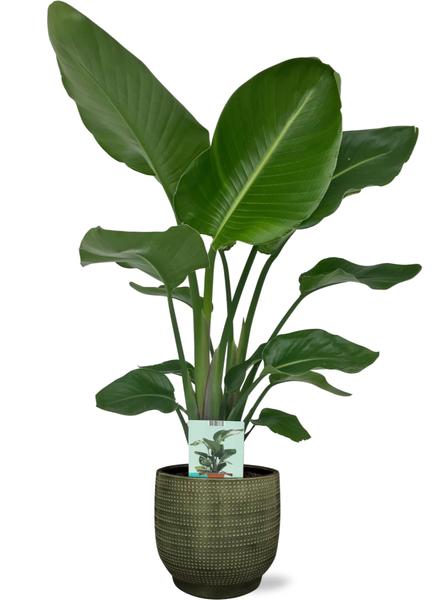 Strelitzia Nicolai – Ø19cm – ↕90cm + Lykke Pot D21x20cm – Grün