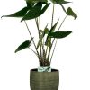 Alocasia Zebrina – Ø19cm – ↕75cm + Lykke Pot D21x20cm – Grün