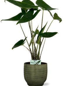 Alocasia Zebrina – Ø19cm – ↕75cm + Lykke Pot D21x20cm – Grün