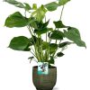 Monstera Deliciosa – Ø19cm – ↕60cm + Lykke Pot D21x20cm – Grün