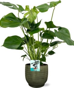 Monstera Deliciosa – Ø19cm – ↕60cm + Lykke Pot D21x20cm – Grün