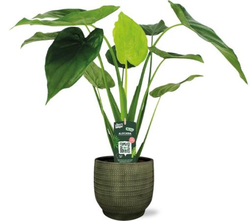 Alocasia Cucullata - Ø19cm - ↕55cm + Lykke Pot D21x20cm - Grün