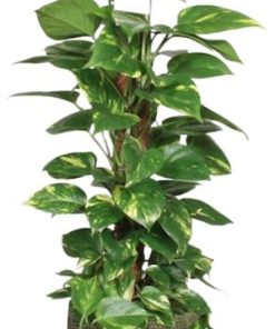 Epipremnum Aureum Mosstok – Ø19cm – ↕80cm + Lykke Pot D21x20cm – Grün