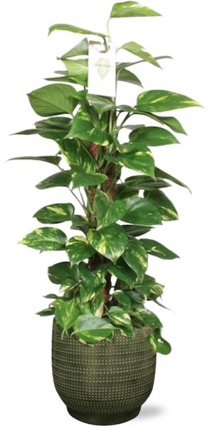 Epipremnum Aureum Mosstok – Ø19cm – ↕80cm + Lykke Pot D21x20cm – Grün