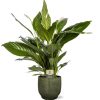 Spathiphyllum Bingo Cupido – Ø19cm – ↕80cm + Lykke Pot D21x20cm – Grün