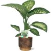 Dieffenbachia Seguine Tropic Snow – Ø19cm – ↕70cm + Merel Pot D20x18cm – Gold