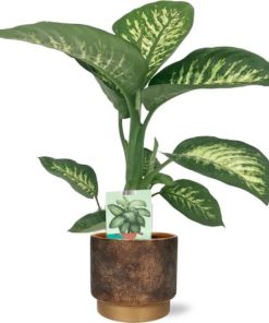 Dieffenbachia Seguine Tropic Snow – Ø19cm – ↕70cm + Merel Pot D20x18cm – Gold