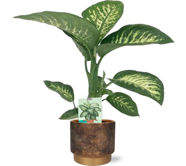 Dieffenbachia Seguine Tropic Snow – Ø19cm – ↕70cm + Merel Pot D20x18cm – Gold