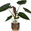 Alocasia Wentii – Ø19cm – ↕85cm + Merel Pot D20x18cm – Gold