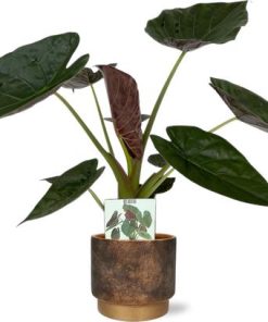 Alocasia Wentii – Ø19cm – ↕85cm + Merel Pot D20x18cm – Gold