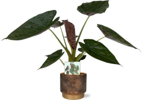 Alocasia Wentii - Ø19cm - ↕85cm + Merel Pot D20x18cm - Gold