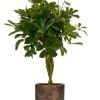 Schefflera Compacta – Ø19cm – ↕80cm + Merel Pot D20x18cm – Gold