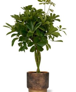 Schefflera Compacta – Ø19cm – ↕80cm + Merel Pot D20x18cm – Gold