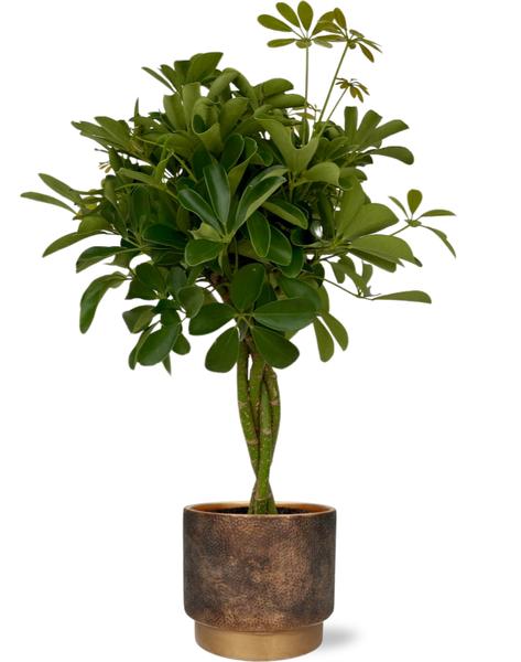 Schefflera Compacta – Ø19cm – ↕80cm + Merel Pot D20x18cm – Gold