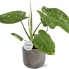 Philodendron Jose Buono – Ø15cm – ↕45cm + Natan Pot D17x15cm – Grau