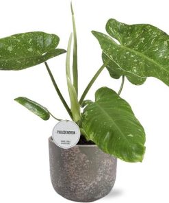 Philodendron Jose Buono – Ø15cm – ↕45cm + Natan Pot D17x15cm – Grau