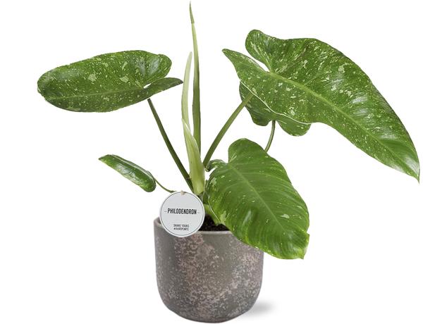 Philodendron Jose Buono – Ø15cm – ↕45cm + Natan Pot D17x15cm – Grau