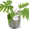 Philodendron Mayoi – Ø15cm – ↕35cm + Natan Pot D17x15cm – Grau