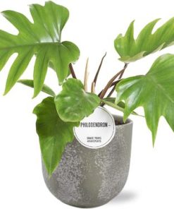 Philodendron Mayoi – Ø15cm – ↕35cm + Natan Pot D17x15cm – Grau