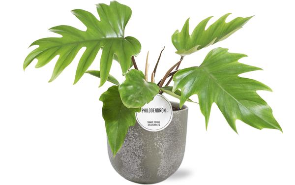 Philodendron Mayoi – Ø15cm – ↕35cm + Natan Pot D17x15cm – Grau